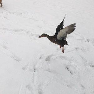 Meet your Posher, Cassandra